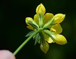 Attēlu rezultāti vaicājumam “Lotus corniculatus flower”