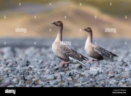 Attēlu rezultāti vaicājumam “Anser brachyrhynchus adult”