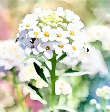Image result for Alyssum diffusum