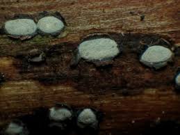 Attēlu rezultāti vaicājumam “Propolis farinosa”