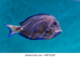 Image result for Acanthurus coeruleus