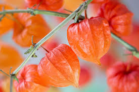 Attēlu rezultāti vaicājumam “Physalis alkekengi leaf”