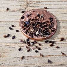 Attēlu rezultāti vaicājumam “Rumex acetosa fruit”