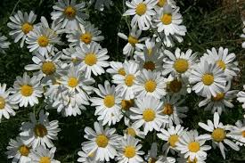 Image result for Chrysanthemum ptarmiciflorum