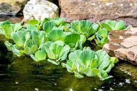 Attēlu rezultāti vaicājumam “Pistia stratiotes leaf”
