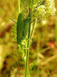 Attēlu rezultāti vaicājumam “Tettigoniodea”