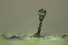 Attēlu rezultāti vaicājumam “Liceaceae”