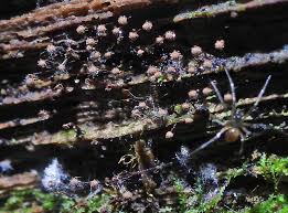 Attēlu rezultāti vaicājumam “Cribraria piriformis macro”