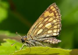 Attēlu rezultāti vaicājumam “Carterocephalus silvicolus”