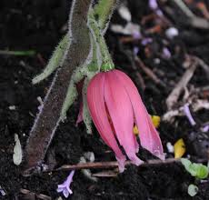 Attēlu rezultāti vaicājumam “Podophyllum hexandrum flower”