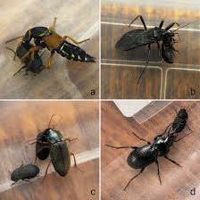 Attēlu rezultāti vaicājumam “Opatrum sabulosum”