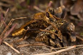 Attēlu rezultāti vaicājumam “Asilus crabroniformis”