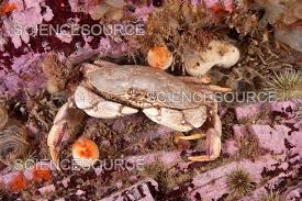 Image result for Cancer irroratus