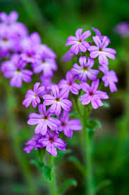 Image result for Leberbalsam