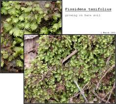 Attēlu rezultāti vaicājumam “Fissidens taxifolius sporophyte”