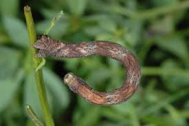 Attēlu rezultāti vaicājumam “Scopula floslactata”