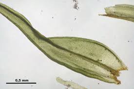 Attēlu rezultāti vaicājumam “Orthotrichum patens”