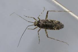 Attēlu rezultāti vaicājumam “Phytocoris tiliae imago”