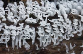 Attēlu rezultāti vaicājumam “Ceratiomyxaceae”