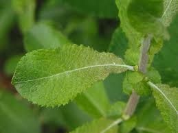 Attēlu rezultāti vaicājumam “Salix cinerea leaf”
