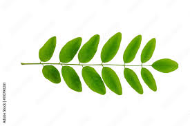 Attēlu rezultāti vaicājumam “Robinia pseudoacacia leaf”