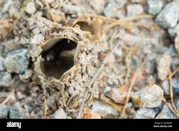 Attēlu rezultāti vaicājumam “Geopora arenicola”