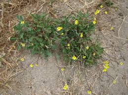 Attēlu rezultāti vaicājumam “Diplotaxis muralis flower”