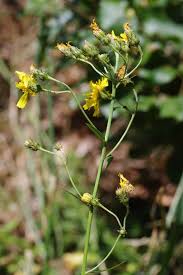 Attēlu rezultāti vaicājumam “Hieracium umbellatum bud”