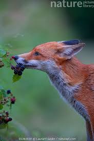Attēlu rezultāti vaicājumam “Rubus plicatus”