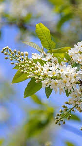 Attēlu rezultāti vaicājumam “Prunus (bird-cherry tree)”