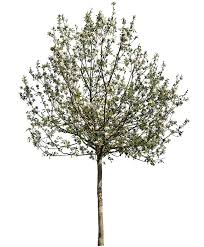 Attēlu rezultāti vaicājumam “Malus”