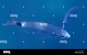 Image result for Oblada melanurus