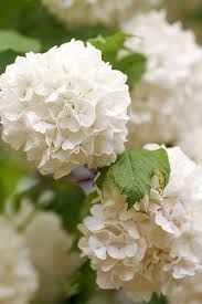 Attēlu rezultāti vaicājumam “Viburnum opulus flower”