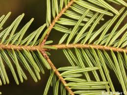 Attēlu rezultāti vaicājumam “Abies alba”