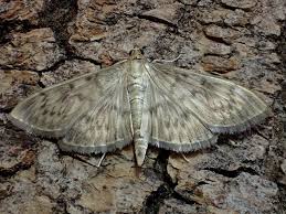 Attēlu rezultāti vaicājumam “Pleuroptya ruralis”