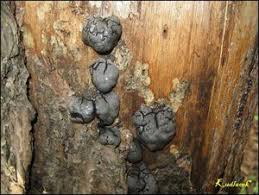 Attēlu rezultāti vaicājumam “Amaurochaete atra macro”