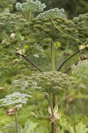 Attēlu rezultāti vaicājumam “Heracleum sosnowskyi flower”