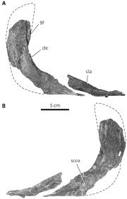 Attēlu rezultāti vaicājumam “Laccognathus panderi”