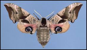 Attēlu rezultāti vaicājumam “Smerinthus ocellata”