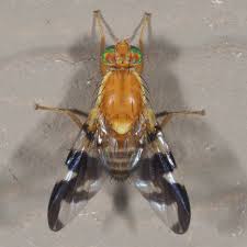 Attēlu rezultāti vaicājumam “Tephritidae”