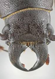 Attēlu rezultāti vaicājumam “Spondylis buprestoides”