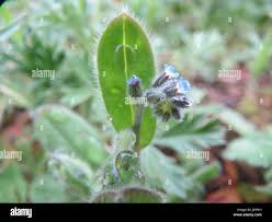 Attēlu rezultāti vaicājumam “Myosotis stricta”