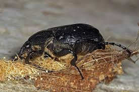 Attēlu rezultāti vaicājumam “Gnorimus variabilis”