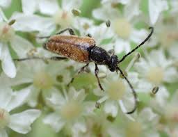 Attēlu rezultāti vaicājumam “Pseudovadonia livida”