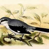 Attēlu rezultāti vaicājumam “Lanius excubitor”