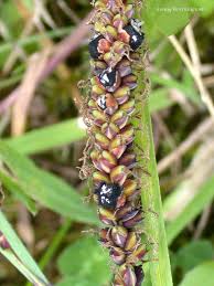 Attēlu rezultāti vaicājumam “Anthracoidea”