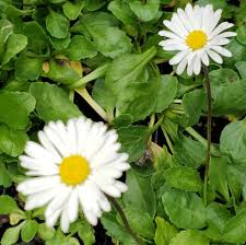 Attēlu rezultāti vaicājumam “Bellis perennis”