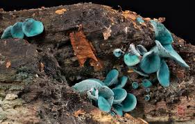 Attēlu rezultāti vaicājumam “Chlorociboria aeruginascens”