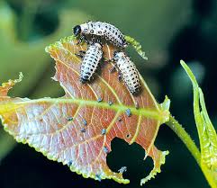 Attēlu rezultāti vaicājumam “Chrysomela populi”