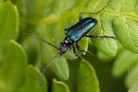 Attēlu rezultāti vaicājumam “Gaurotes virginea”